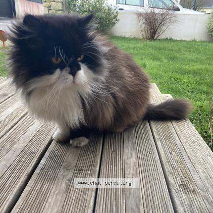 Photo 1/1 Chat retrouvé Trouvé à Ploemeur