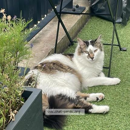 Photo 1/1 Chat retrouvé Perdu à Nantes