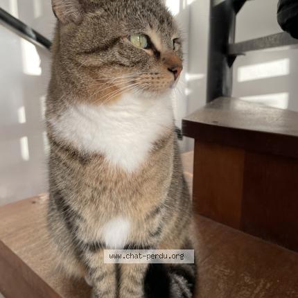 Photo de chat perdu à Les Pennes Mirabeau