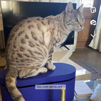 Photo de chat perdu à Magny
