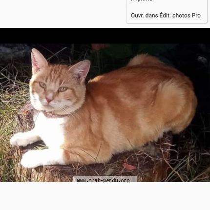 Photo 1/2 Pitchounet Chat perdu à Labouheyre