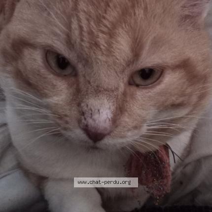 Photo 2/2 Pitchounet Chat perdu à Labouheyre