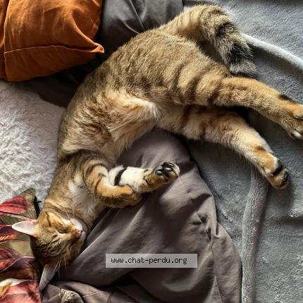 Photo de chat perdu à Montreuil