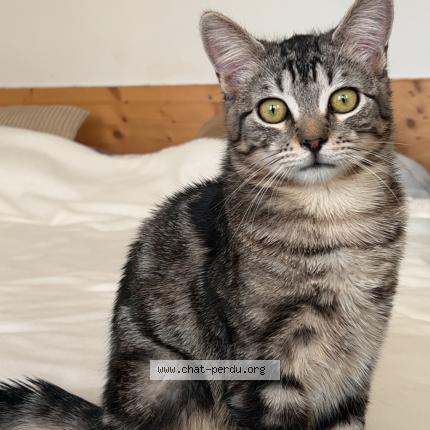 Photo de chat perdu à Wissembourg