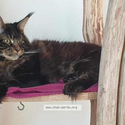 Photo 1/1 Chat retrouvé Perdu à Douarnenez