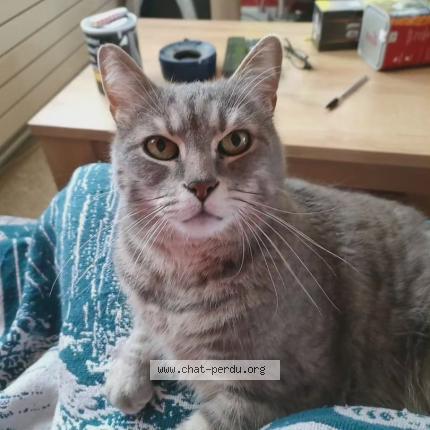 Photo de chat perdu à Epinal