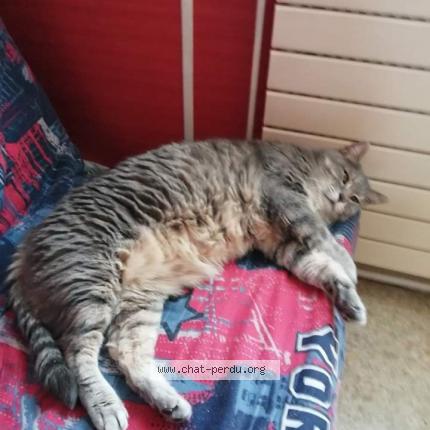 Photo 2/2 Chat retrouvé Perdu à Epinal