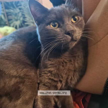 Photo de chat perdu à Avignon