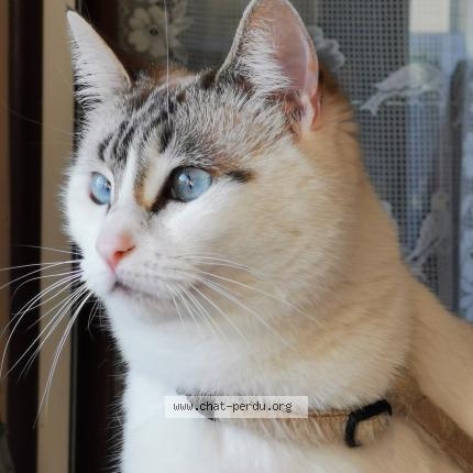 Photo de chat perdu à Jurancon