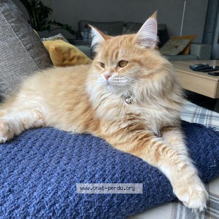 Photo 1/4 Chat retrouvé Perdu à Bordeaux
