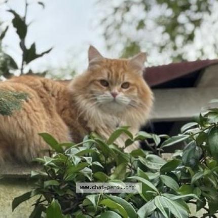 Photo 2/4 Chat retrouvé Perdu à Bordeaux