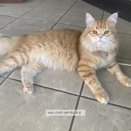 Photo 3/4 Chat retrouvé Perdu à Bordeaux