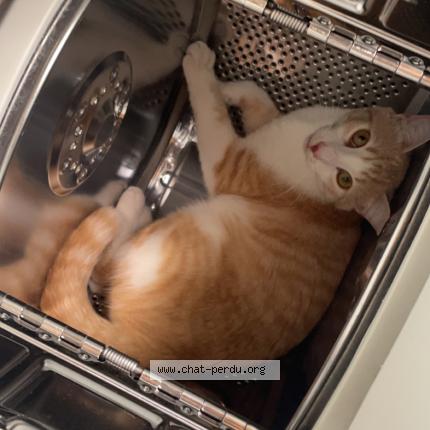 Photo 1/1 Chat retrouvé Perdu à Angers