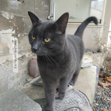 Photo 1/1 Chat retrouvé Perdu à Dompierre Sur Mer