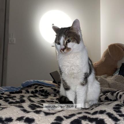 Photo de chat perdu à Poitiers