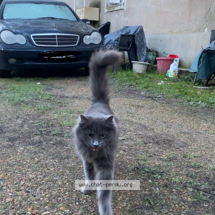 Photo 1/1 Chat retrouvé Trouvé à Tours
