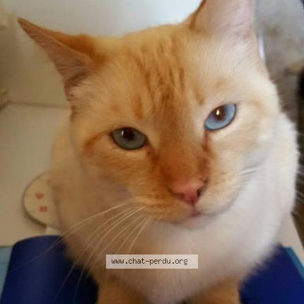 Photo de chat perdu à Aix En Provence