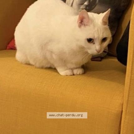 Photo de chat perdu à Henin Beaumont