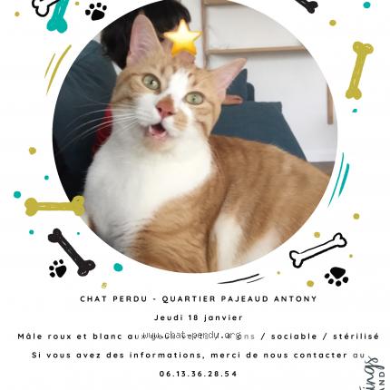 Photo de chat perdu à Antony