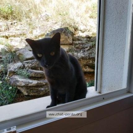 Photo de chat perdu à Saint Gely Du Fesc
