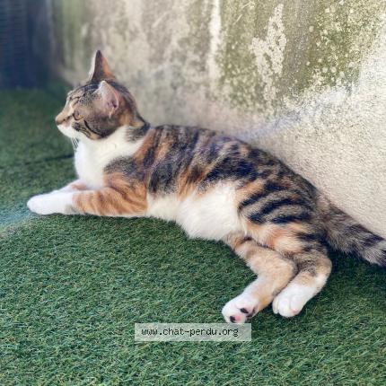 Photo 1/1 Chat retrouvé Perdu à Toulouse