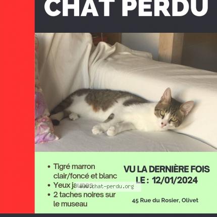 Photo 1/1 Chat retrouvé Perdu à Olivet