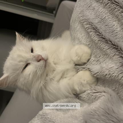 Photo de chat perdu à Cournon D Auvergne