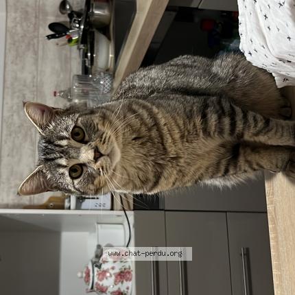 Photo 1/1 Chat retrouvé Perdu à Perpignan