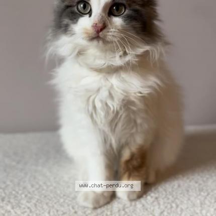 Photo de chat perdu à Argentan