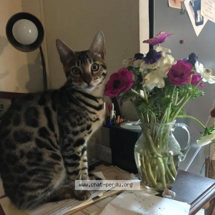 Photo de chat perdu à Marseille