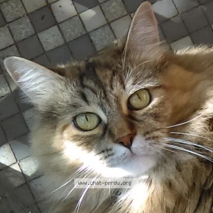 Photo 2/3 Dusty Chat perdu à Greenfield park longueuil