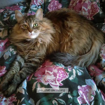 Photo 3/3 Dusty Chat perdu à Greenfield park longueuil