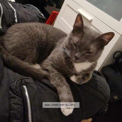 Photo de chat perdu à Nantes