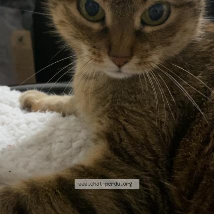 Photo de chat perdu à Plan De Cuques