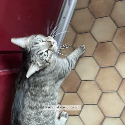 Photo 1/1 Chat retrouvé Trouvé à Nantes