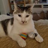 Photo de chat perdu à Brueil En Vexin