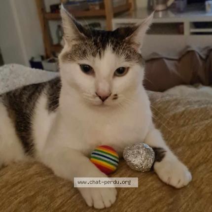 Photo 1/4 Chat retrouvé Perdu à Brueil en vexin