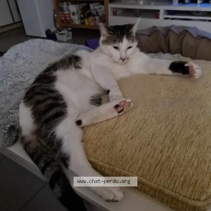 Photo 2/4 Chat retrouvé Perdu à Brueil en vexin