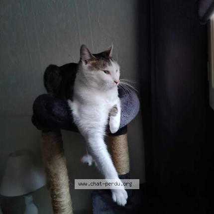 Photo 3/4 Chat retrouvé Perdu à Brueil en vexin