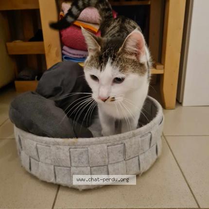 Photo 4/4 Chat retrouvé Perdu à Brueil en vexin