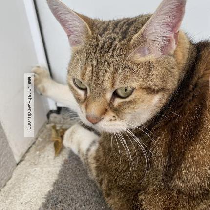 Photo de chat perdu à Sury Le Comtal