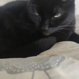 Photo de chat perdu à Guyancourt