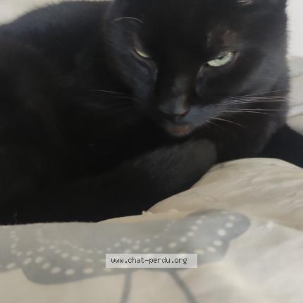 Photo 1/1 Chat retrouvé Perdu à Guyancourt