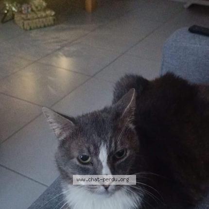 Photo de chat perdu à Tigery