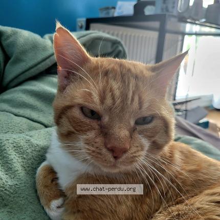 Photo de chat perdu à Lognes