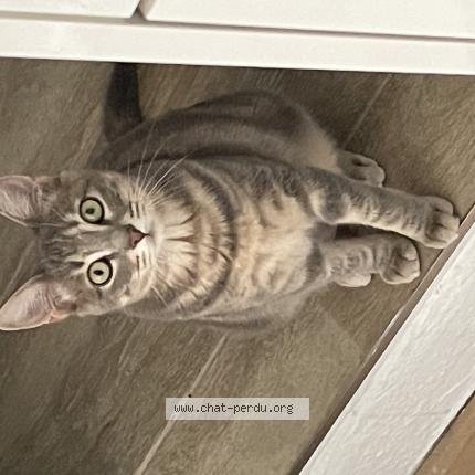 Photo 1/1 Chat retrouvé Perdu à La cote saint andre
