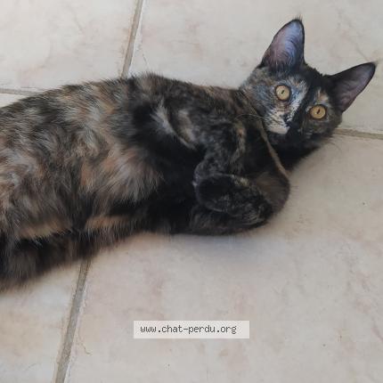 Photo de chat perdu à Tourouvre