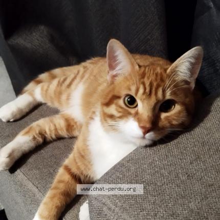 Photo de chat perdu à Saint Loubes