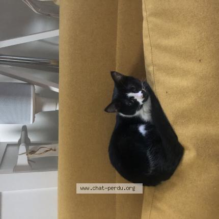 Photo 1/1 Chat retrouvé Perdu à Neuville Aux Bois