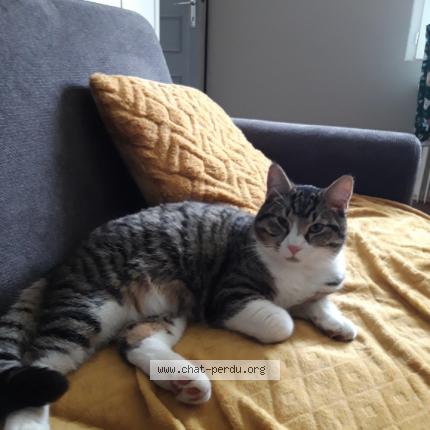 Photo de chat perdu à Burie